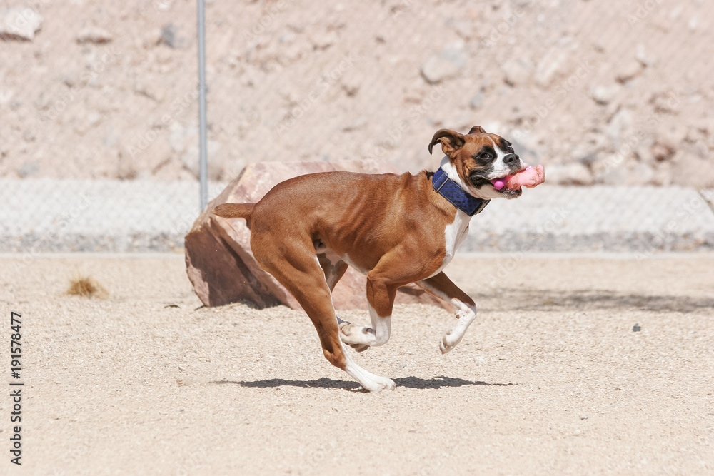 Boxer running with a dog toy at the park Boxer running with a dog toy at the park