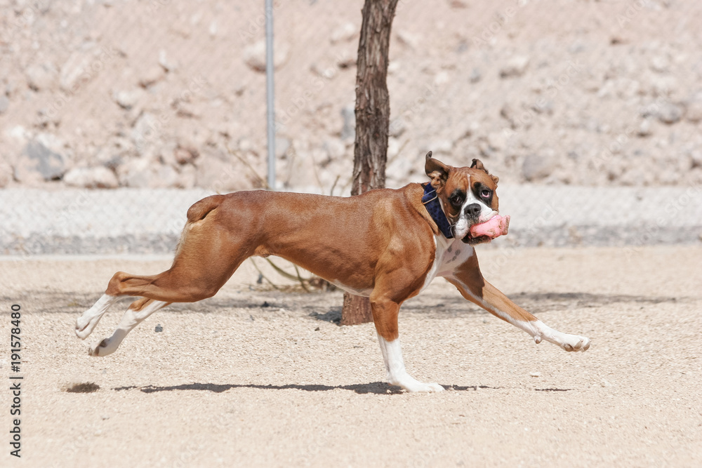 Brown boxer running with a pink toy at the park and looking back