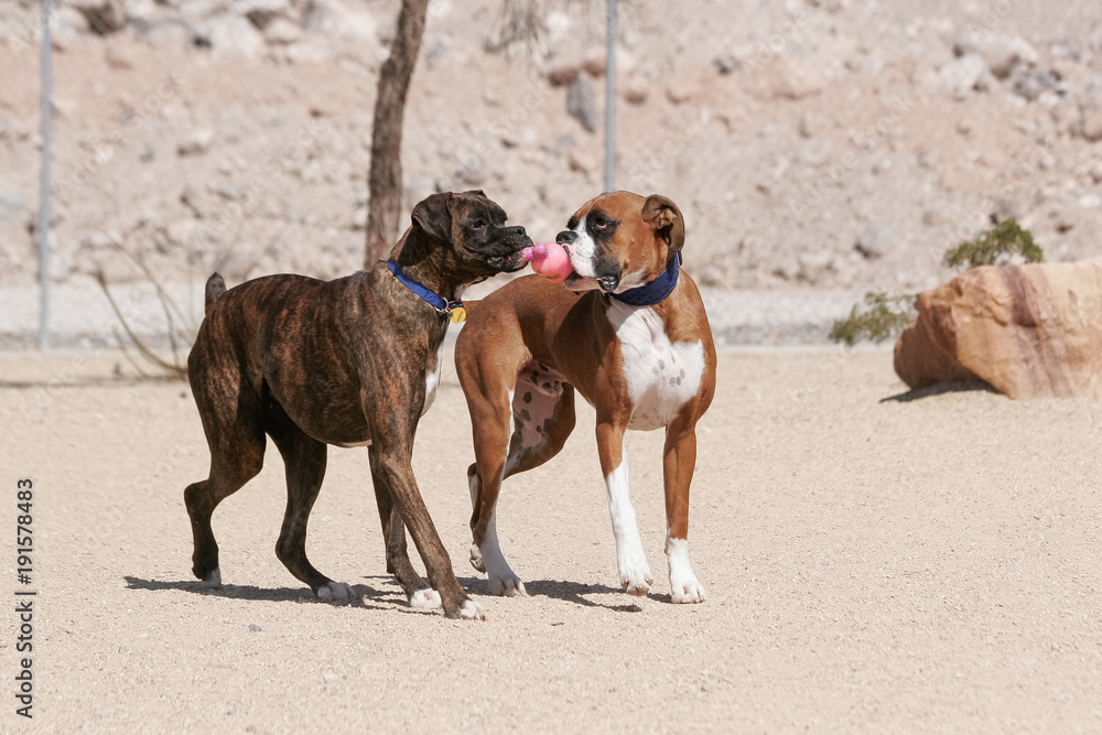 Two boxers playing with a toy at the park Two boxers playing with a toy at the park