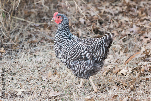 Black and White Hen