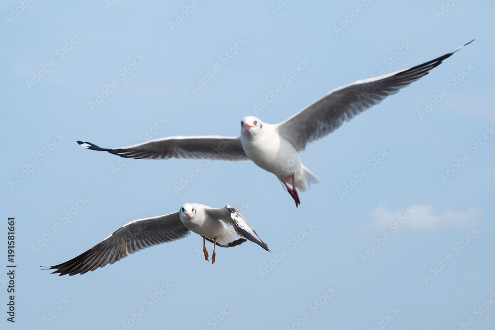 Closeup image of a flock of seagulls flying in the blue sky Closeup image of a flock of seagulls flying in the blue sky