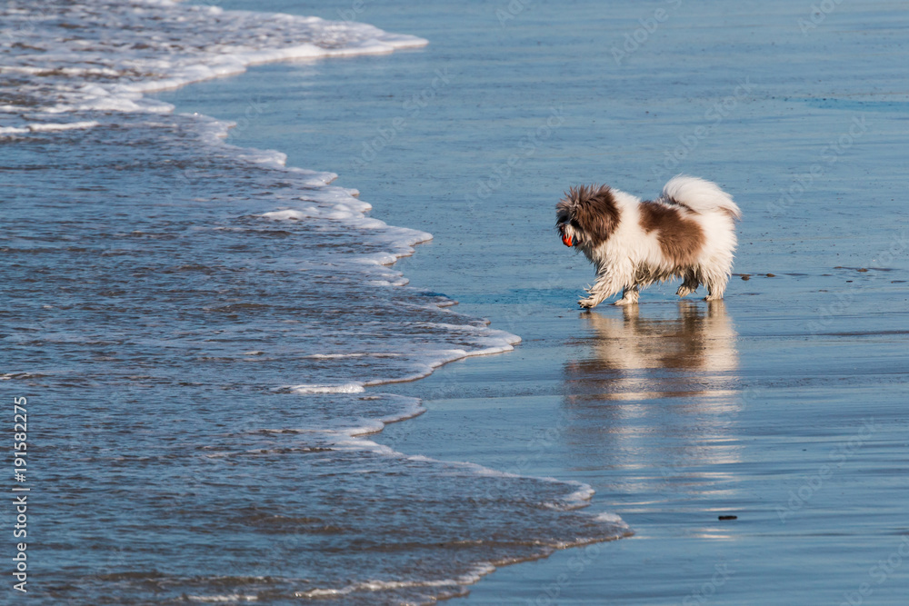 Do You Need A License To Breed Dogs In California