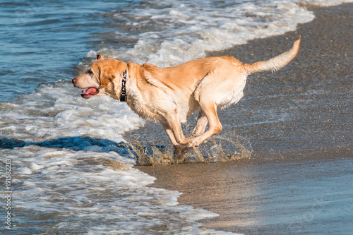 A large Golden Labrador Retriever at Dog Beach in San Diego, California.