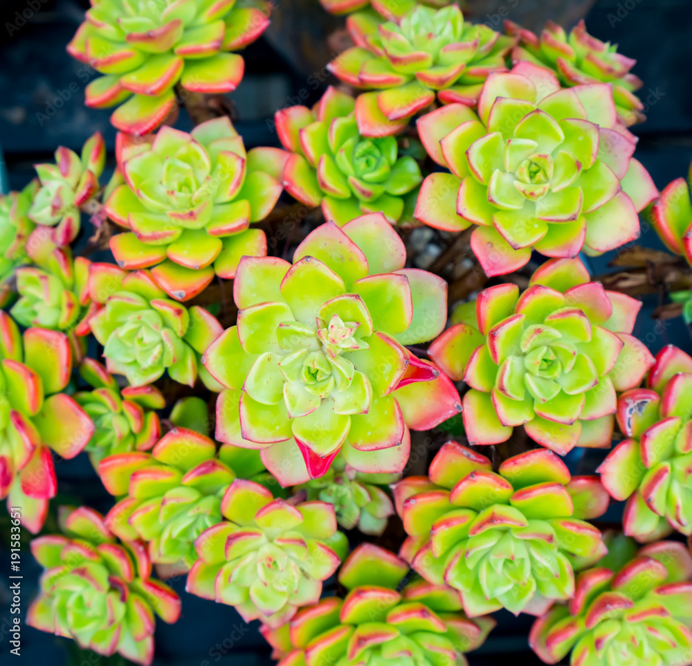 succulent plants arranged on the ground succulent plants arranged on the ground