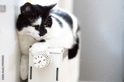 Fototapeta Naklejka Na Ścianę i Meble -  Liegende Katze der Rasse europäisch Kurzhaar