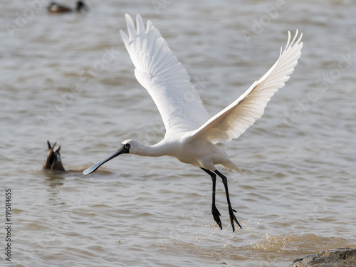 Konstfotografi Black-faced Spoonbill in waterland