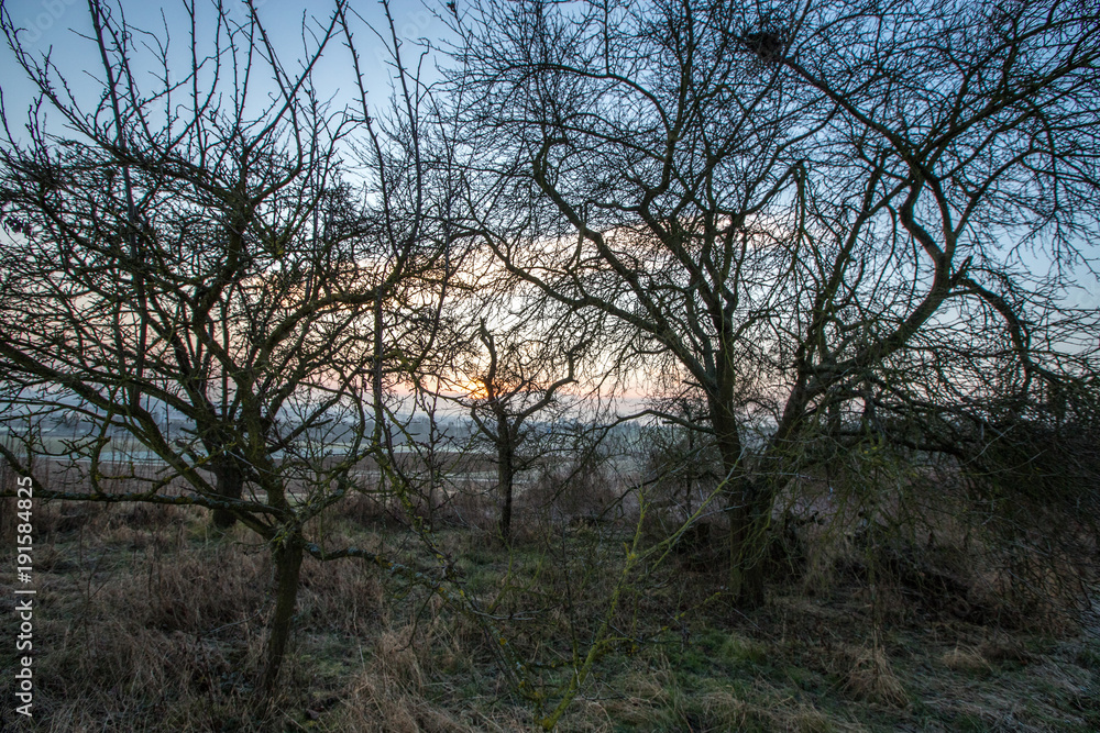 Kahle Bäume im winterlichen Sonnenaufgang