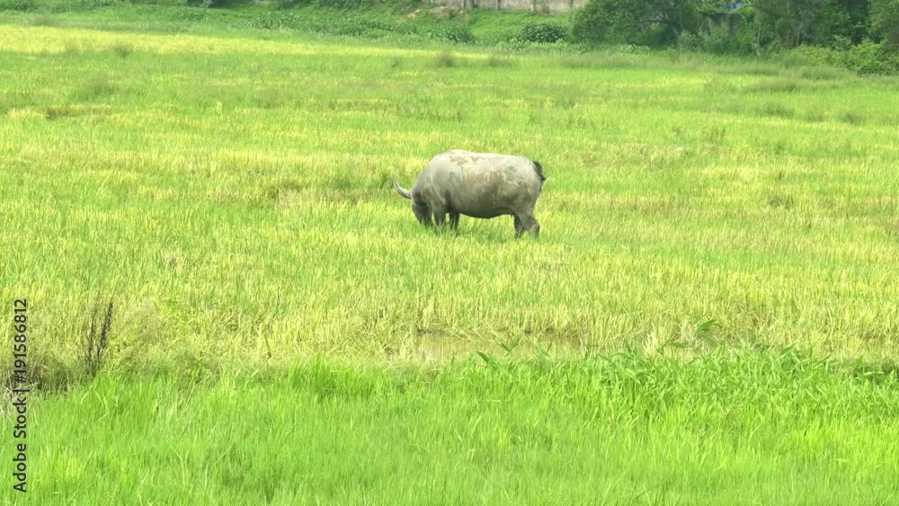 a long view of a water buffalo grazing in a rice field in northern vietnam