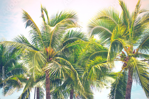 Fototapeta Naklejka Na Ścianę i Meble -  Detail of coconut trees with soft light background or vintage style.