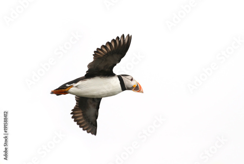 Photography Atlantic Puffin in flight, white background isolated