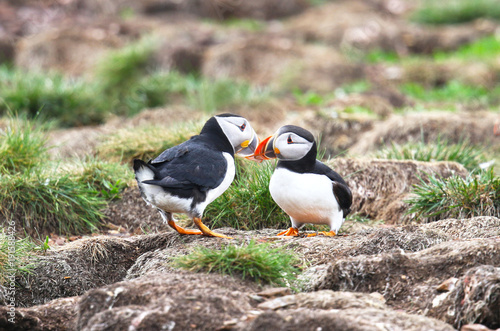 Atlantic Puffin Mating behavior, standing on nesting burrows touching beaks, from Newfoundland, Canada. Rookery background