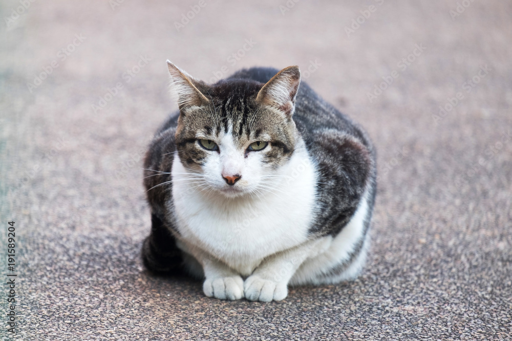 Big Fat Cat Sitting on the Outdoor Park.