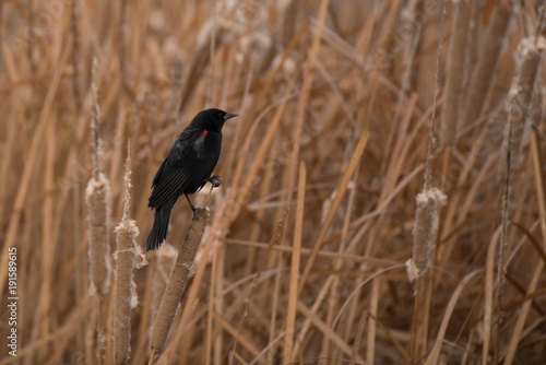 Red wing blackbird perched on cattail reed