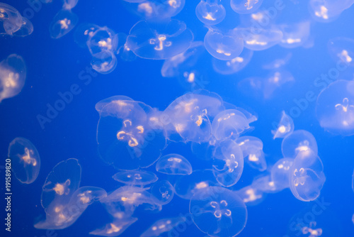 moon jellyfish swarm © MikeFusaro