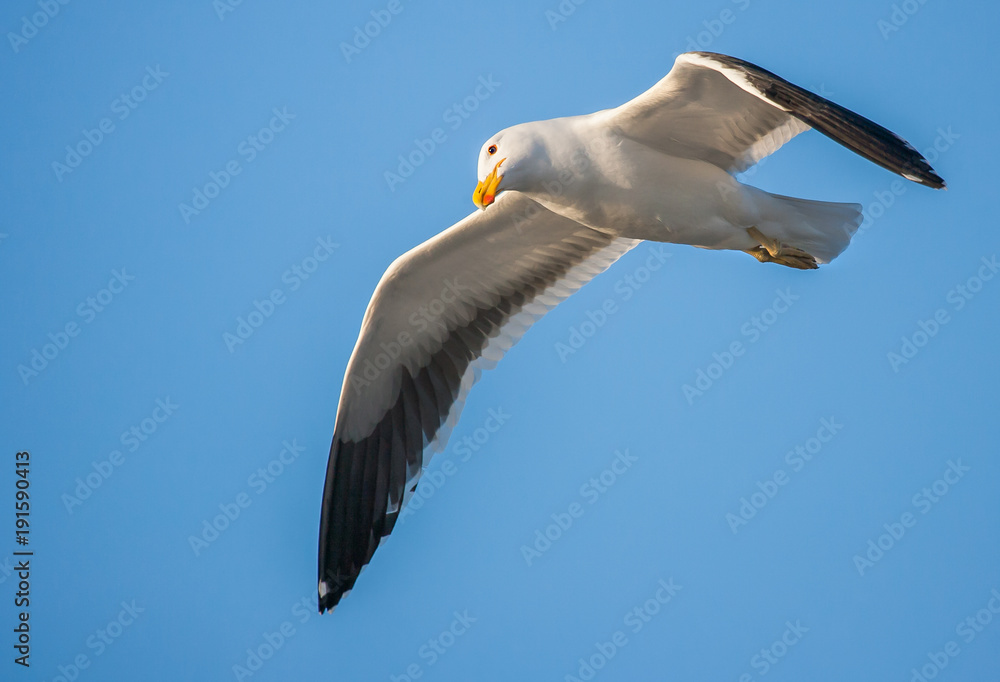 Kelp Gull in flight against a blue sky Kelp Gull in flight against a blue sky