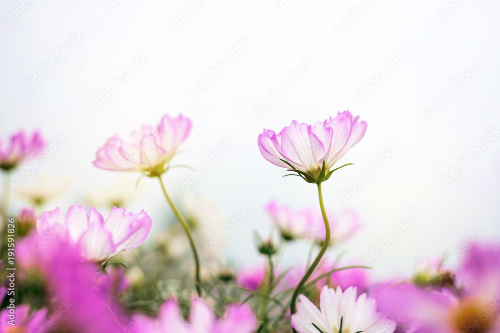 Close up Natural flowers background. Amazing view of colorful flowering in the garden and green grass landscape Overhead view with copy space and template floral background. Close up Natural flowers background. Amazing view of colorful flowering in the garden and green grass landscape Overhead view with copy space and template floral background.
