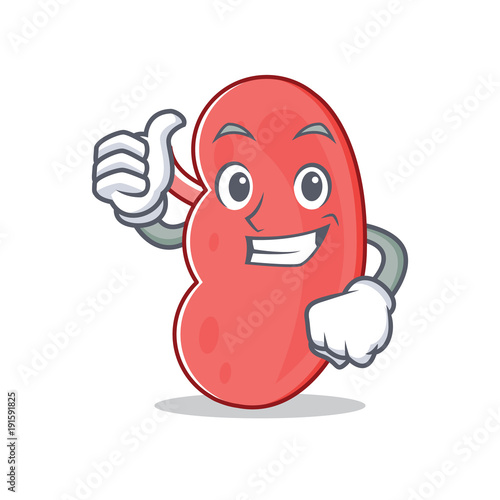Thumbs up kidney character cartoon style