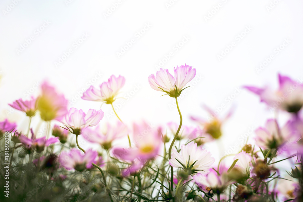 Close up Natural flowers background.  Amazing view of colorful  flowering in the garden and green grass landscape Overhead view with copy space and template floral background.