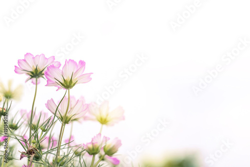 Close up Natural flowers background.  Amazing view of colorful  flowering in the garden and green grass landscape Overhead view with copy space and template floral background.