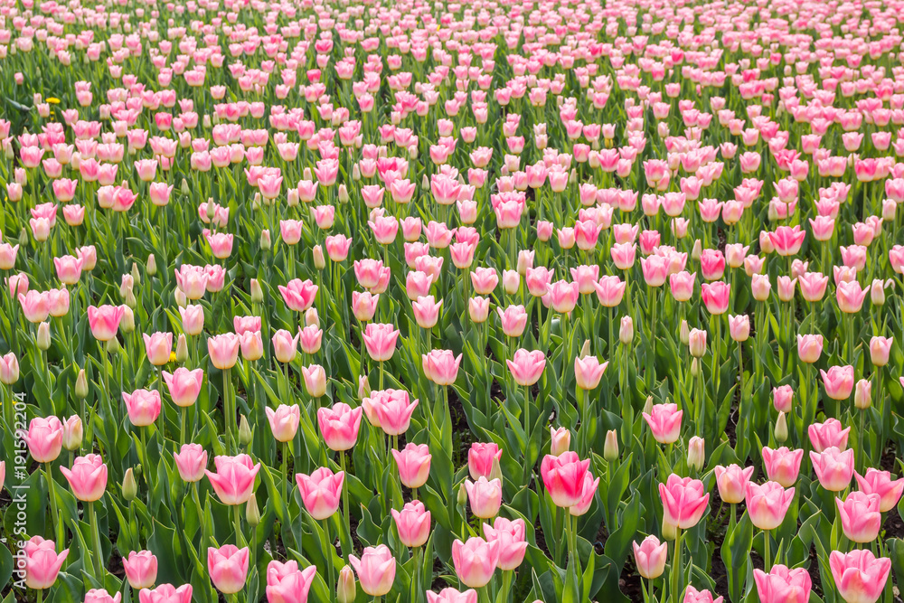 Flowerbed with pink tulips Flowerbed with pink tulips