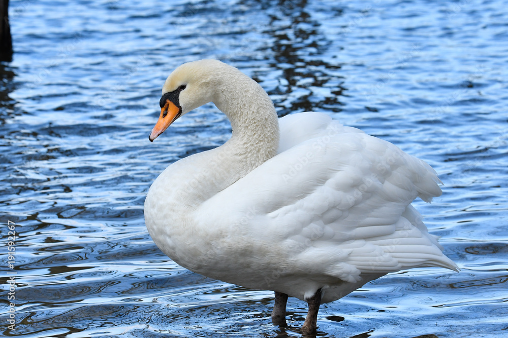 Naklejka premium コブハクチョウ
