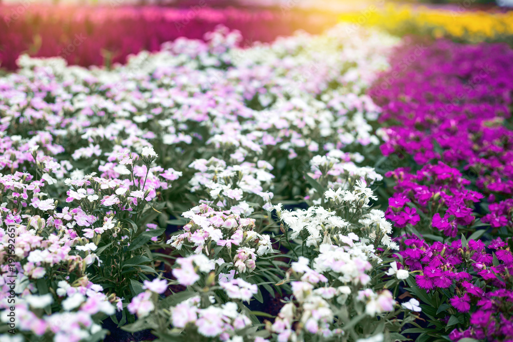 Obraz premium Close up Natural flowers background. Amazing view of colorful flowering in the garden and green grass landscape Overhead view with copy space and template floral background.