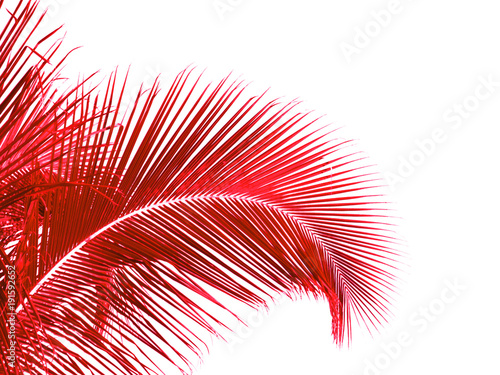  palme rouge de cocotier, fond blanc