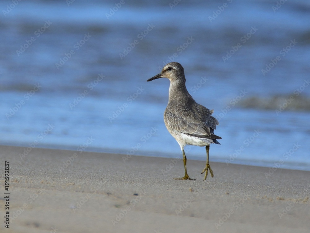The red knot (Calidris canutus) on a sandy beach The red knot (Calidris canutus) on a sandy beach