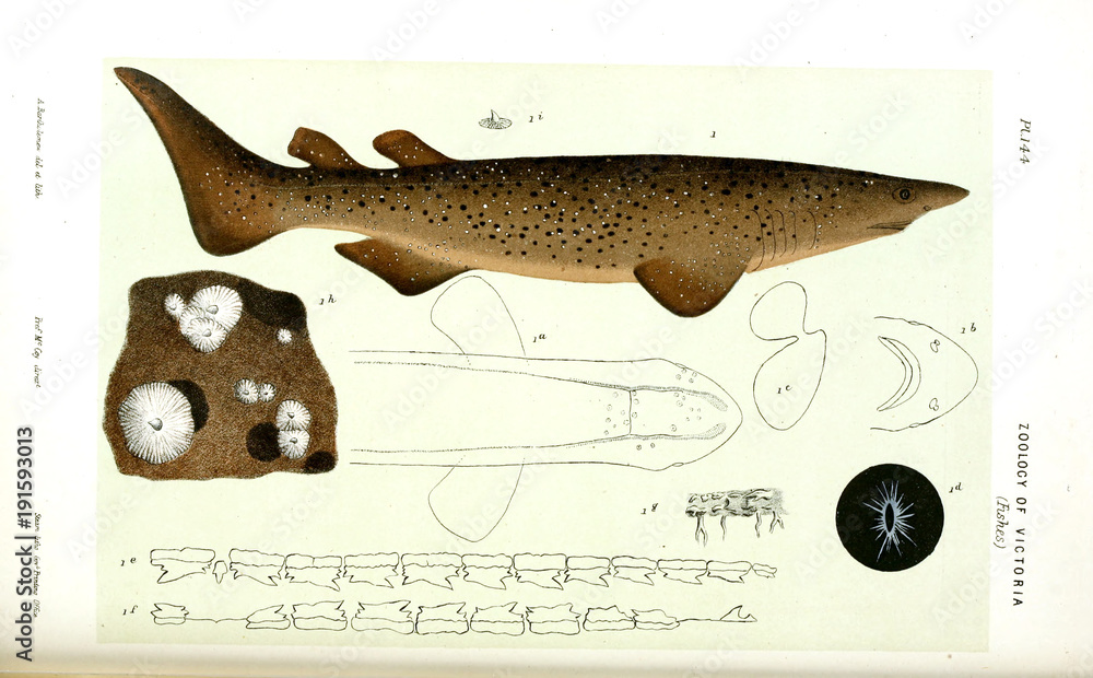 Obraz premium Illustration of the animal.