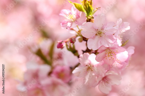 河津桜 © phototenki