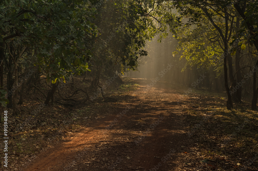 Naklejka premium Nature Paths