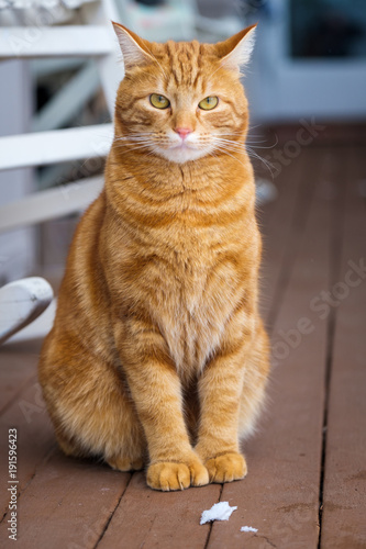Ginger Kitteh on Porch