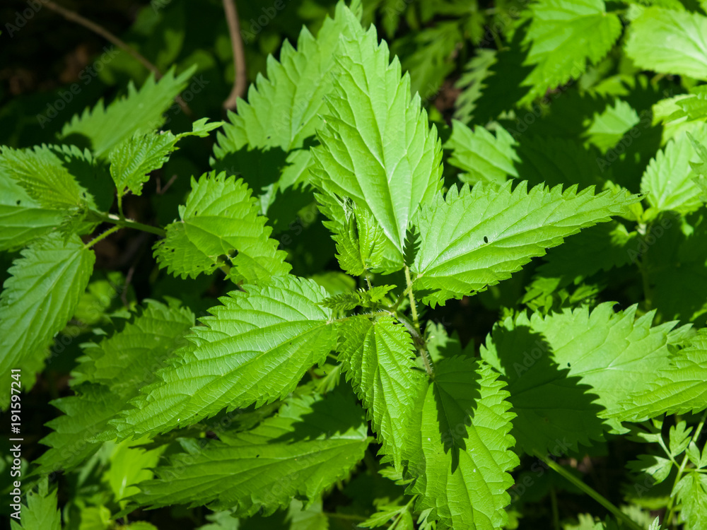 Common or Stinging Nettle, Urtica dioica, small plant macro, selective focus, shallow DOF Common or Stinging Nettle, Urtica dioica, small plant macro, selective focus, shallow DOF