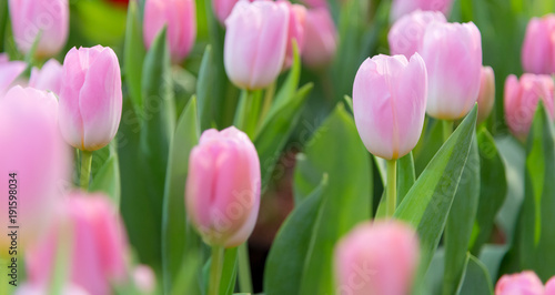 Tulip Flower