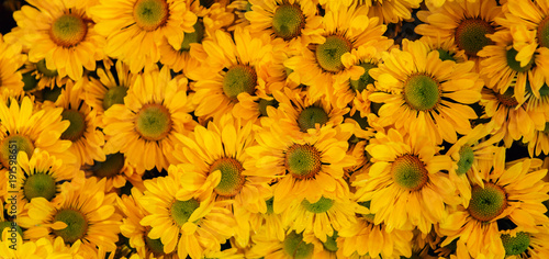 Blooming Yellow flower for background.