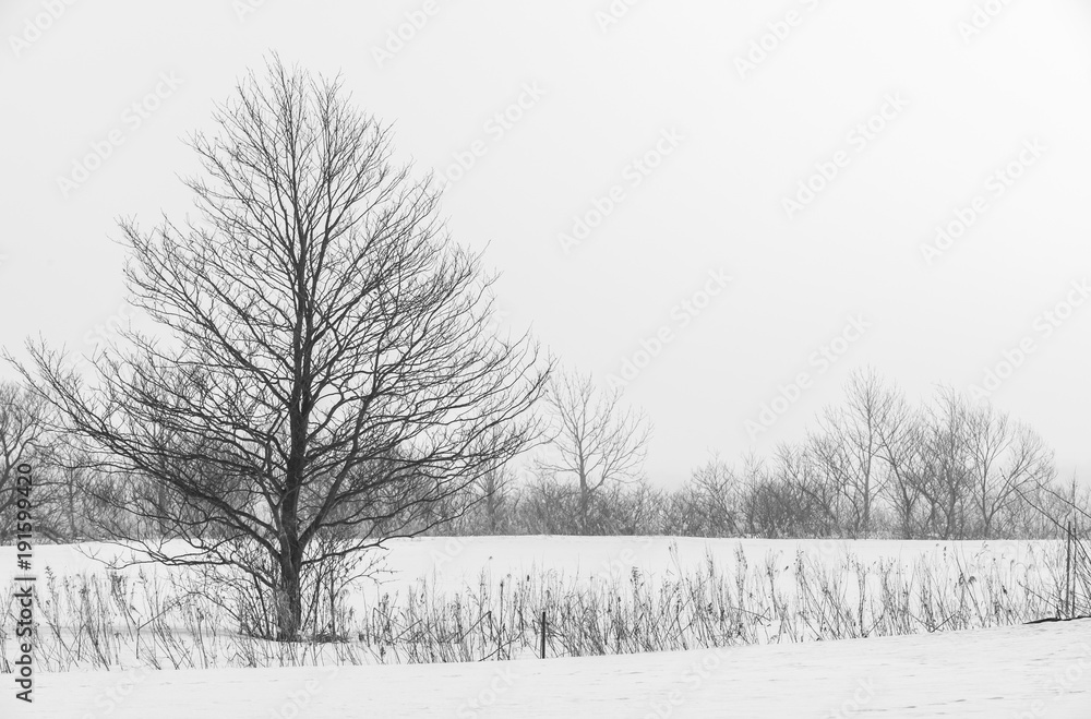 Fototapeta premium Winter landscape