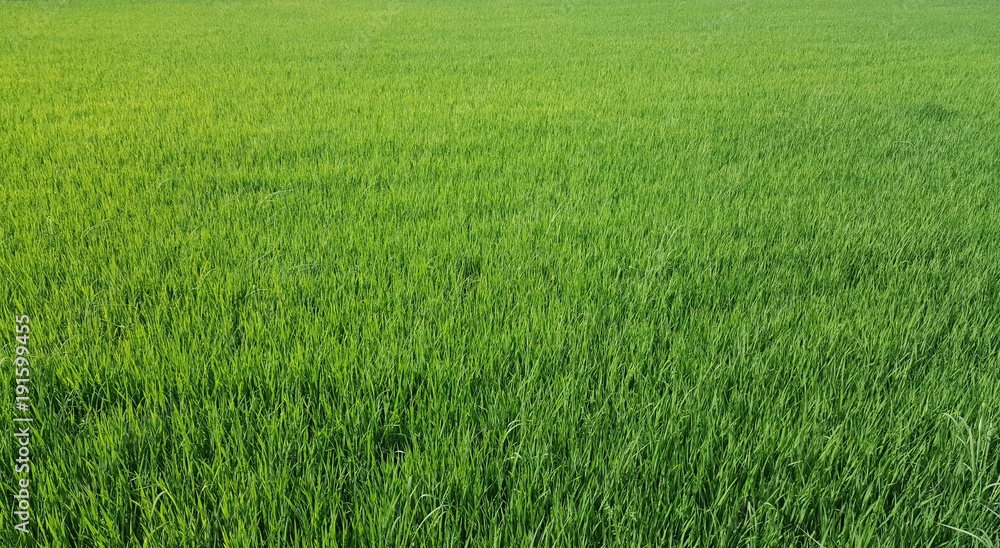 Beautiful green cornfield.farm background. 