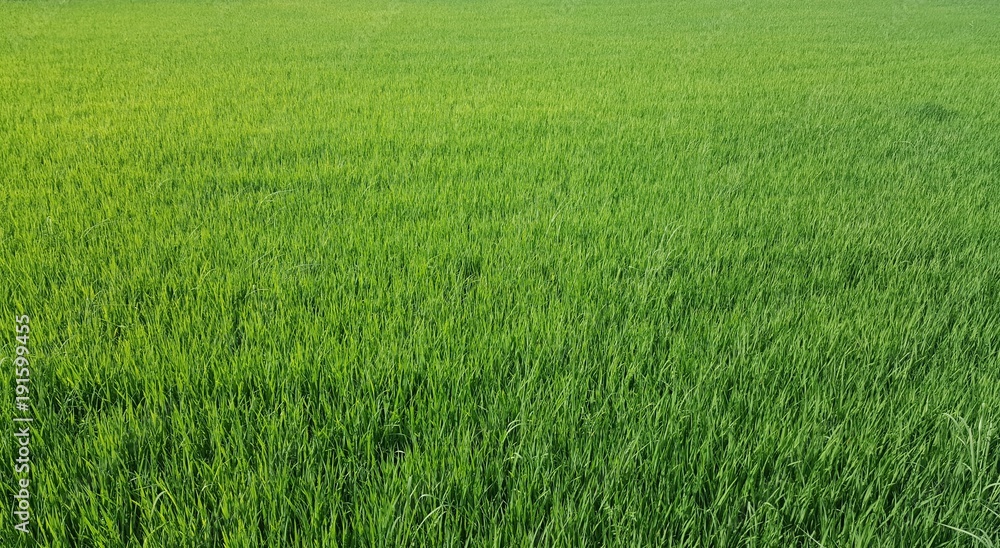 Beautiful green cornfield.farm background. Beautiful green cornfield.farm background.