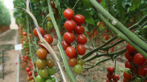 Tomatoes