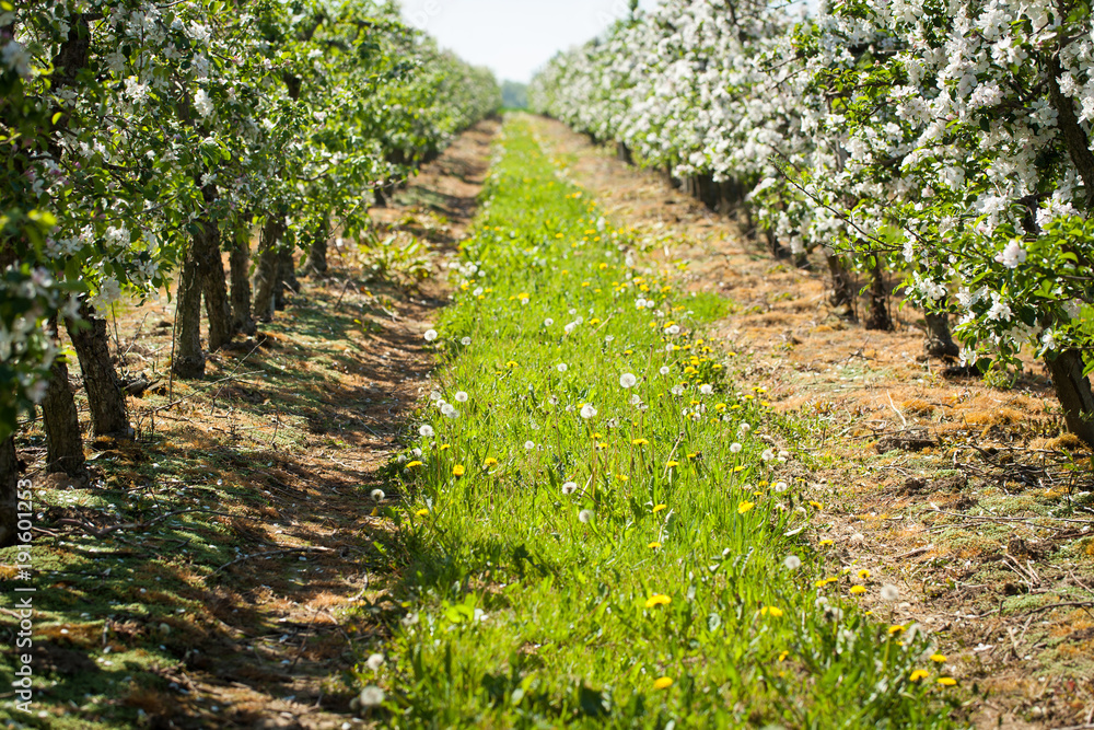 Obraz premium Blooming apple trees at spring
