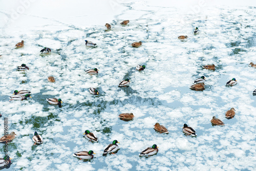 Ducks on frozen lake in the park