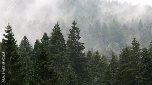 pine tree mountain forest in the fog