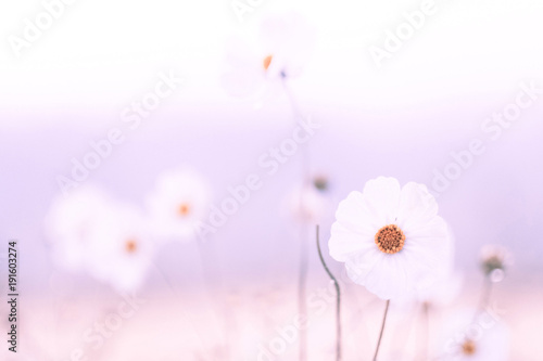 Pink cosmos flower in soft color, Made with blur style for background