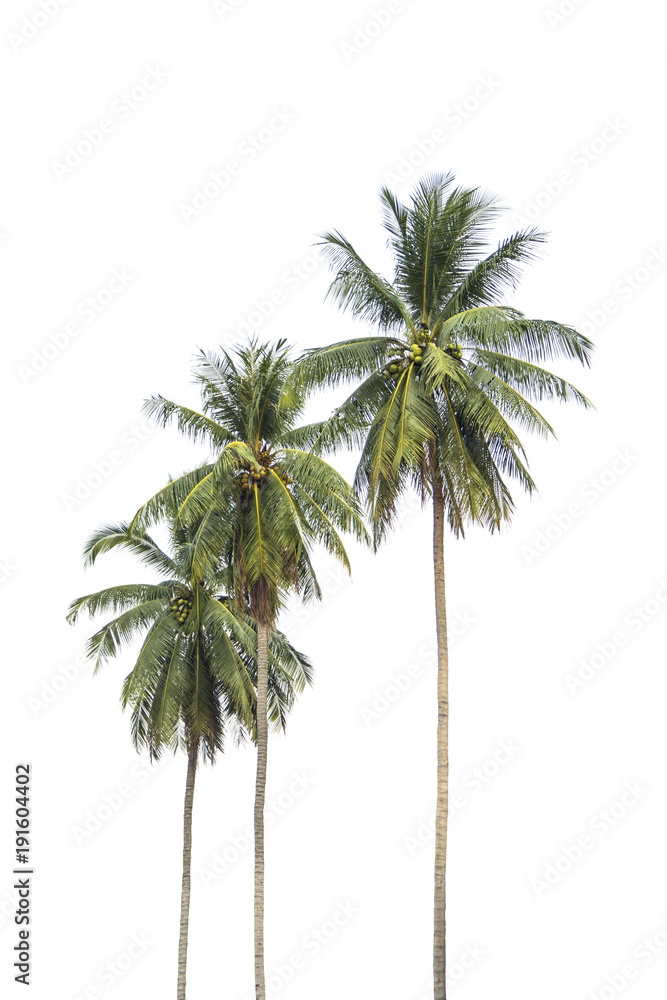 A row of three coconut trees next to each other. Isolated on white background.