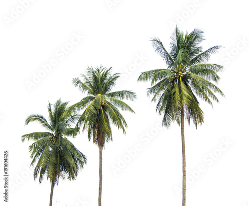 A row of three coconut trees next to each other. Isolated on white background.