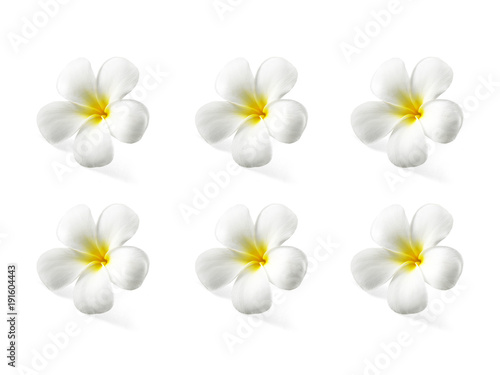 frangipani flower isolated on white background