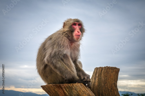 Japanese macaque on a trunk  Iwatayama monkey park  Kyoto  Japan