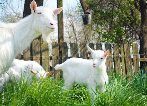 Three white goats standing among green grass