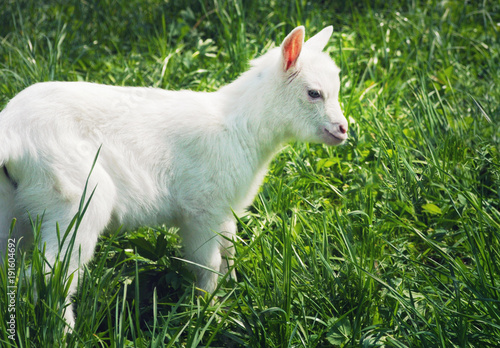 One small white young goat standing sidewise