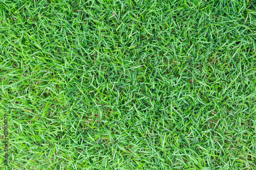 Grass texture or grass background. green grass for golf course, soccer field or sports background concept design. Natural green grass.